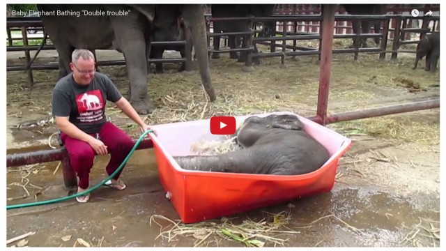 elefant i badekar